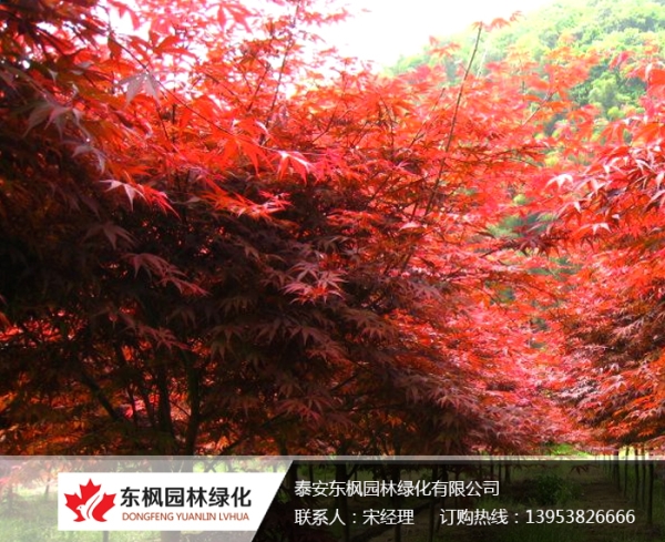 美國(guó)紅楓
