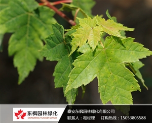 紅點紅楓
